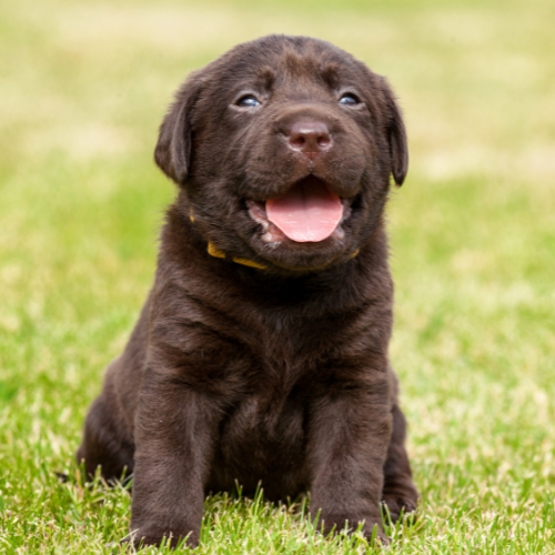 A brown puppy sitting in grass