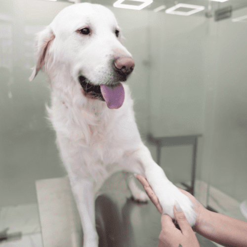 a dog with its paw on a veterinarian's hand