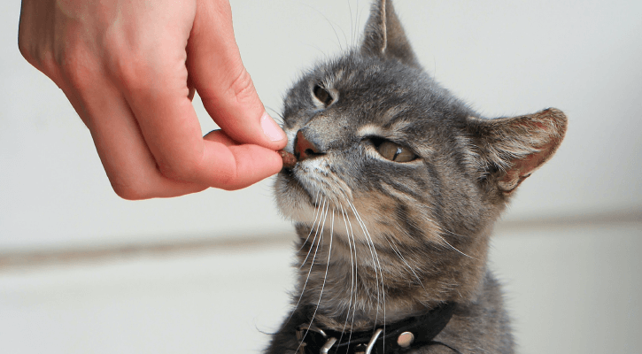 a cat eating a treat