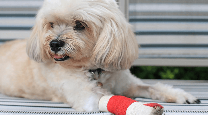 a cute dog with a bandaged leg