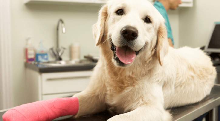 a dog with a bandaged leg