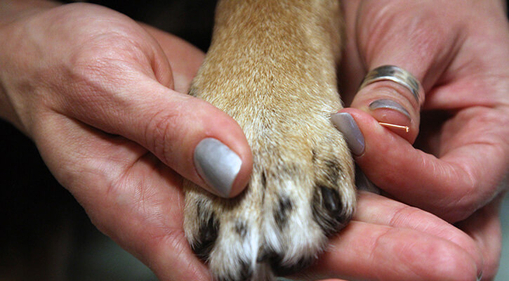a person holding a dog's paw