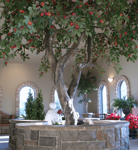 A tree in a stone fountain