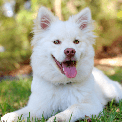 A white dog lying in the grass