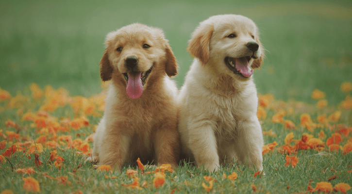 two puppies sitting in the grass